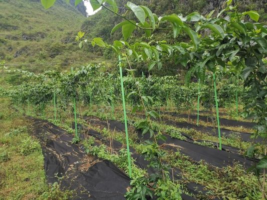 Anpassungsfähige Anti-Aging-GFRP-Pflanzenpfähle für das Baum- oder Gartenunterstützungs-Schneiden