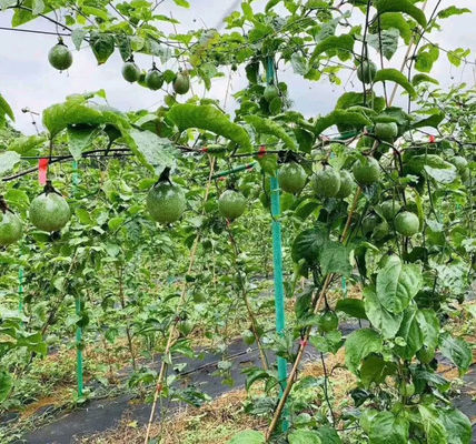 Schneidedienst hochfeste flexible Gartenpfähle für Treibhausstützpfeiler