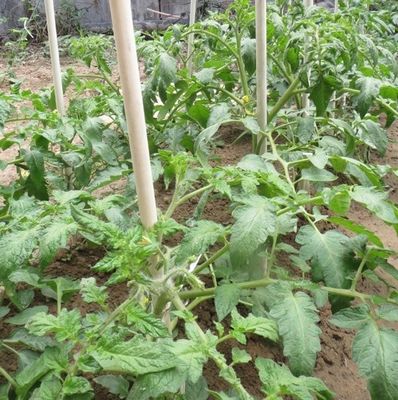 1 m bis 11,6 m Länge Hochfestigkeit Glasfaser Pflanzenstöcke für Tomatenbäume und Bohnen