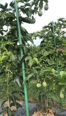 1 m bis 11,6 m Länge FRP-Winzerstützpfeiler für die Pultrusiontechnik der Winzerstange